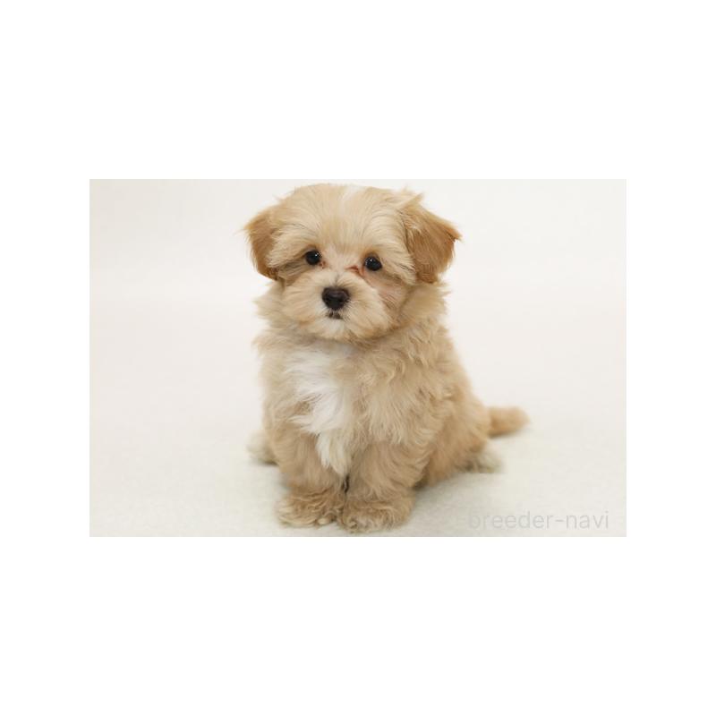 販売中の神奈川県のミックス犬-394425